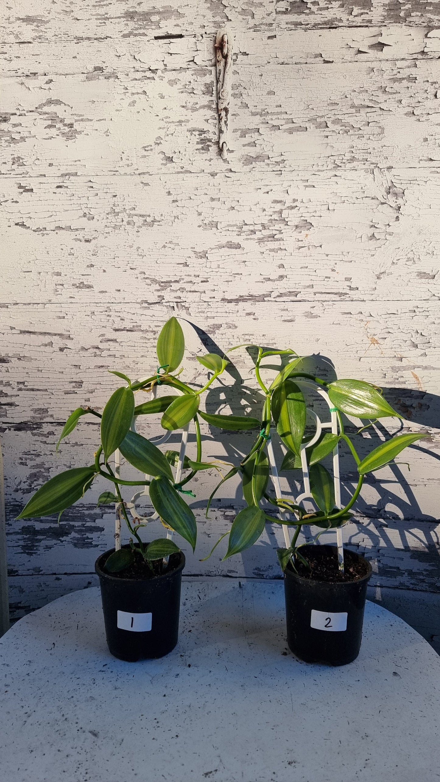 Vanilla planifolia variegata - Variegated Vanilla Orchid
