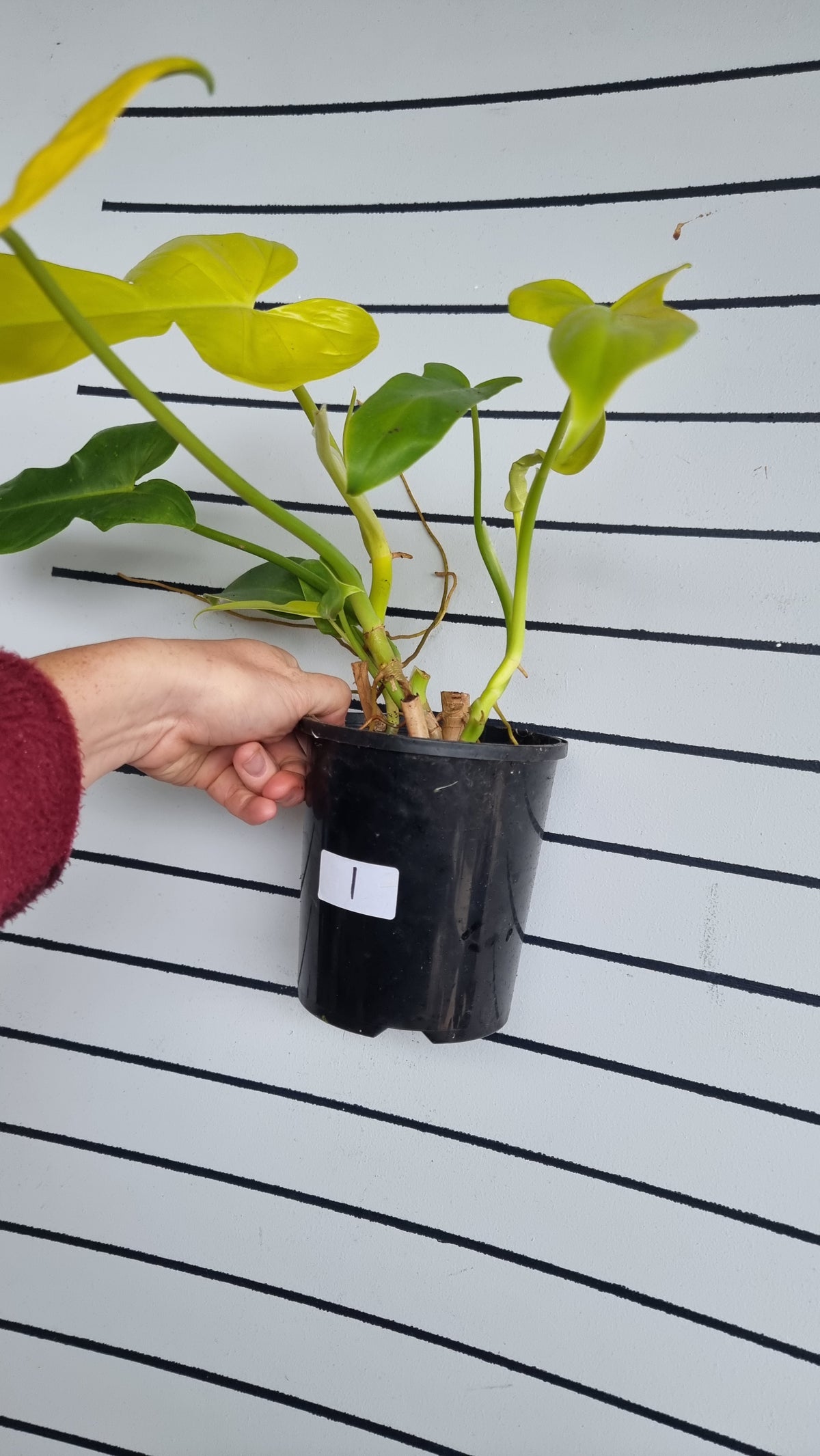 Philodendron bipennifolium aureum - Neon Horse Head Plant