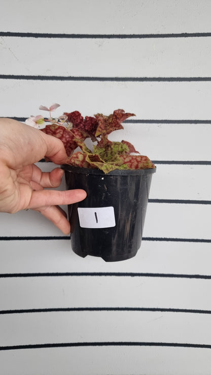 Begonia fuscomaculata var. NOID 'Plum Swirl'