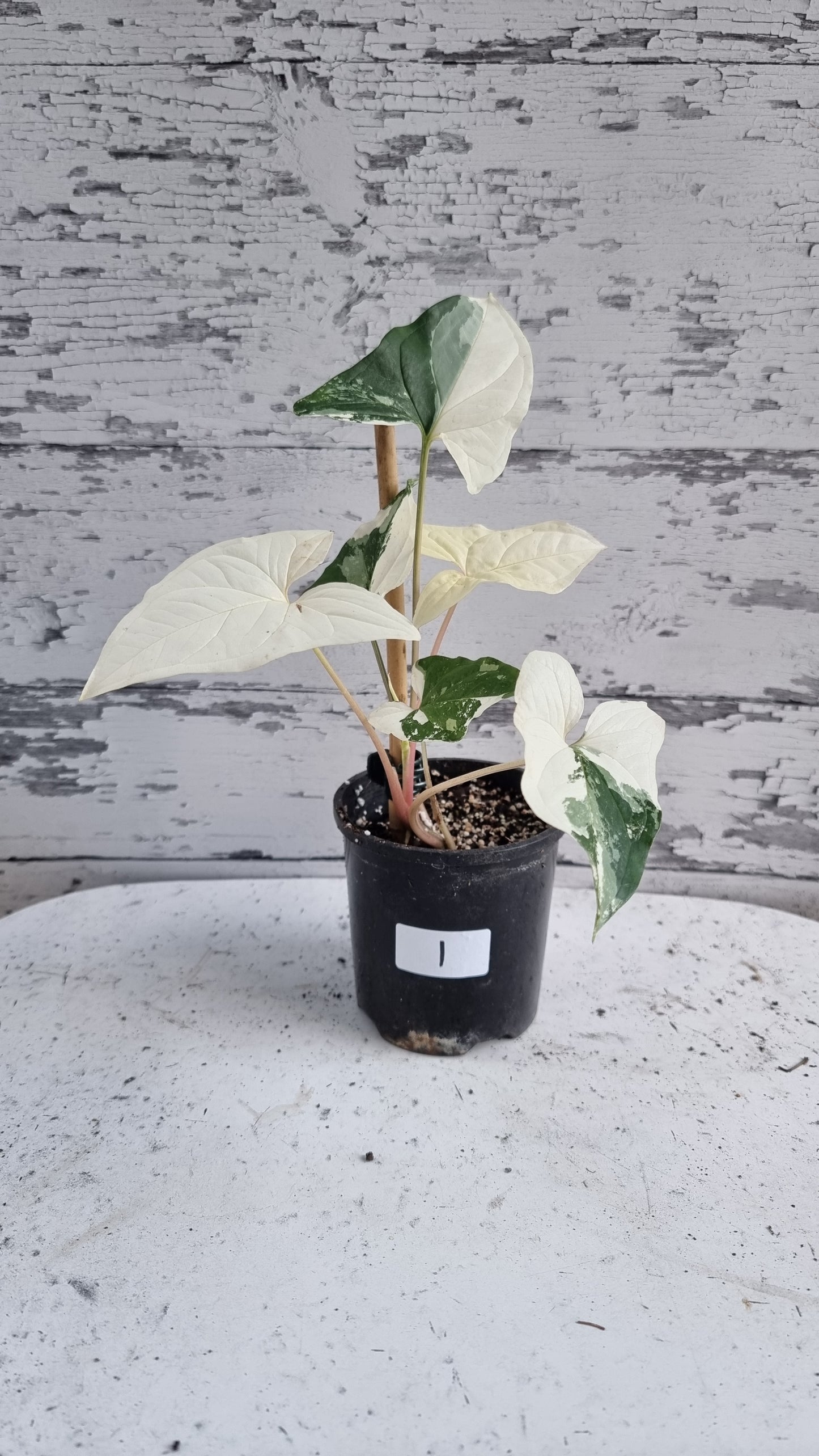 Syngonium podophyllum 'Fantasy' - Variegated Arrowhead Plant