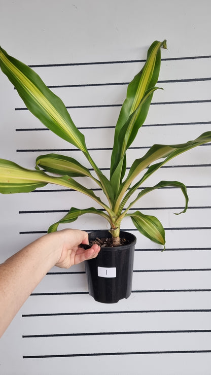 Draceana fragrans cv. Massangeana - Happy Plant