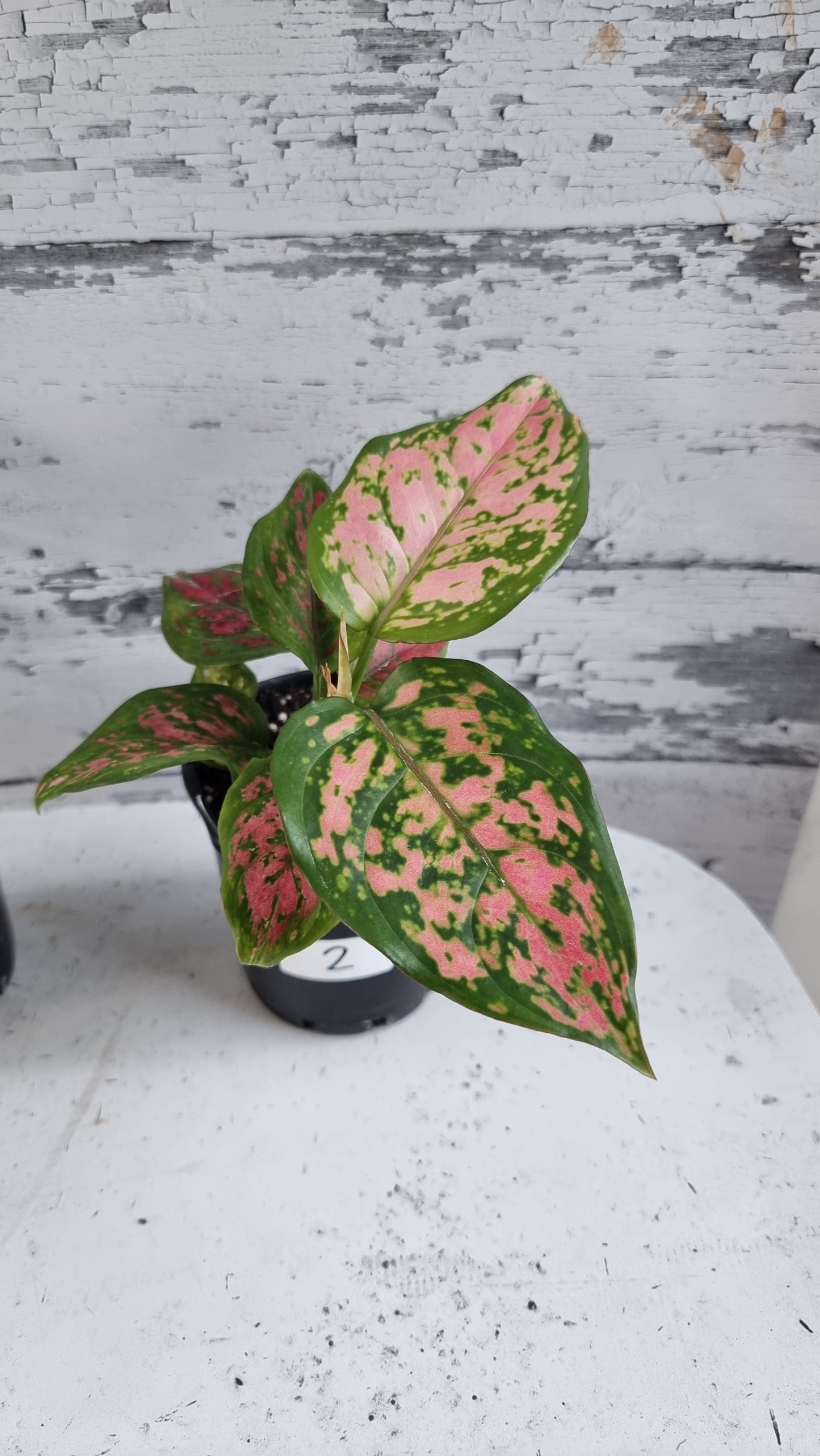 Aglaonema commutatum '情人节女士'