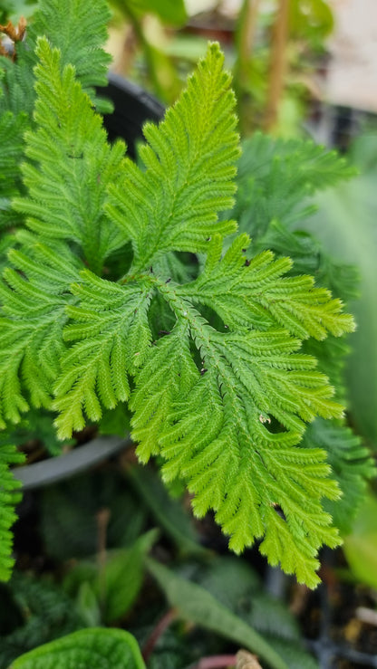 Selaginella umbrosa - Spike Moss