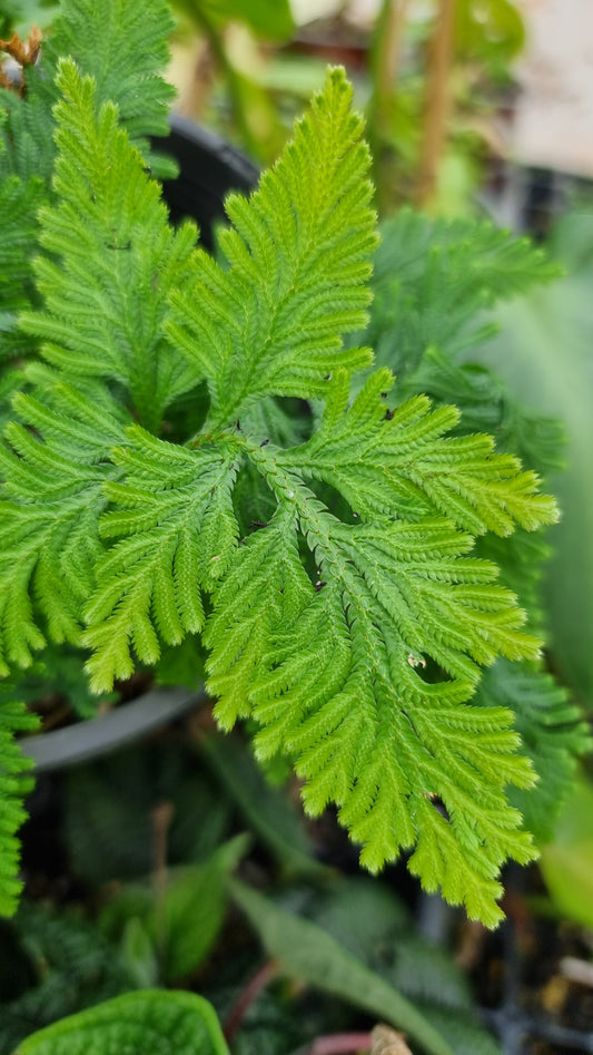 Selaginella umbrosa - Spike Moss