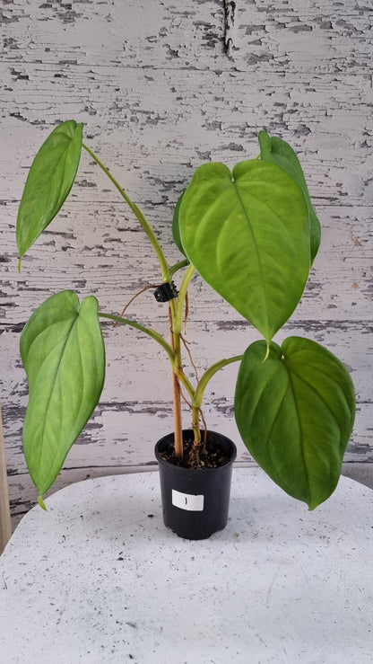Syngonium chiapense - Arrowhead Plant
