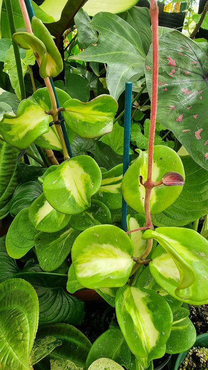 Hoya obovata variegata - Variegated Wax Vine Plant