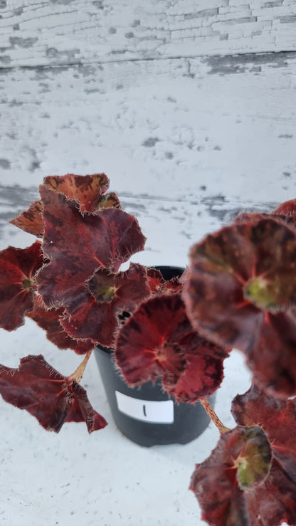 Begonia rex 'Copper Sunset' - Rhizomatous Eyelash Begonia