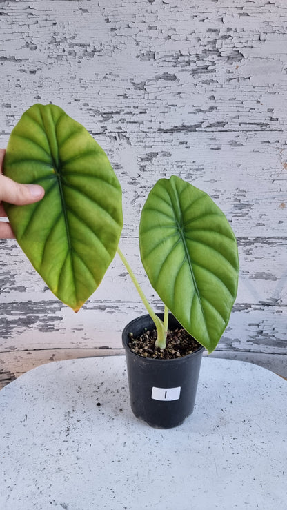 Alocasia clypeolata 'Green Shield'