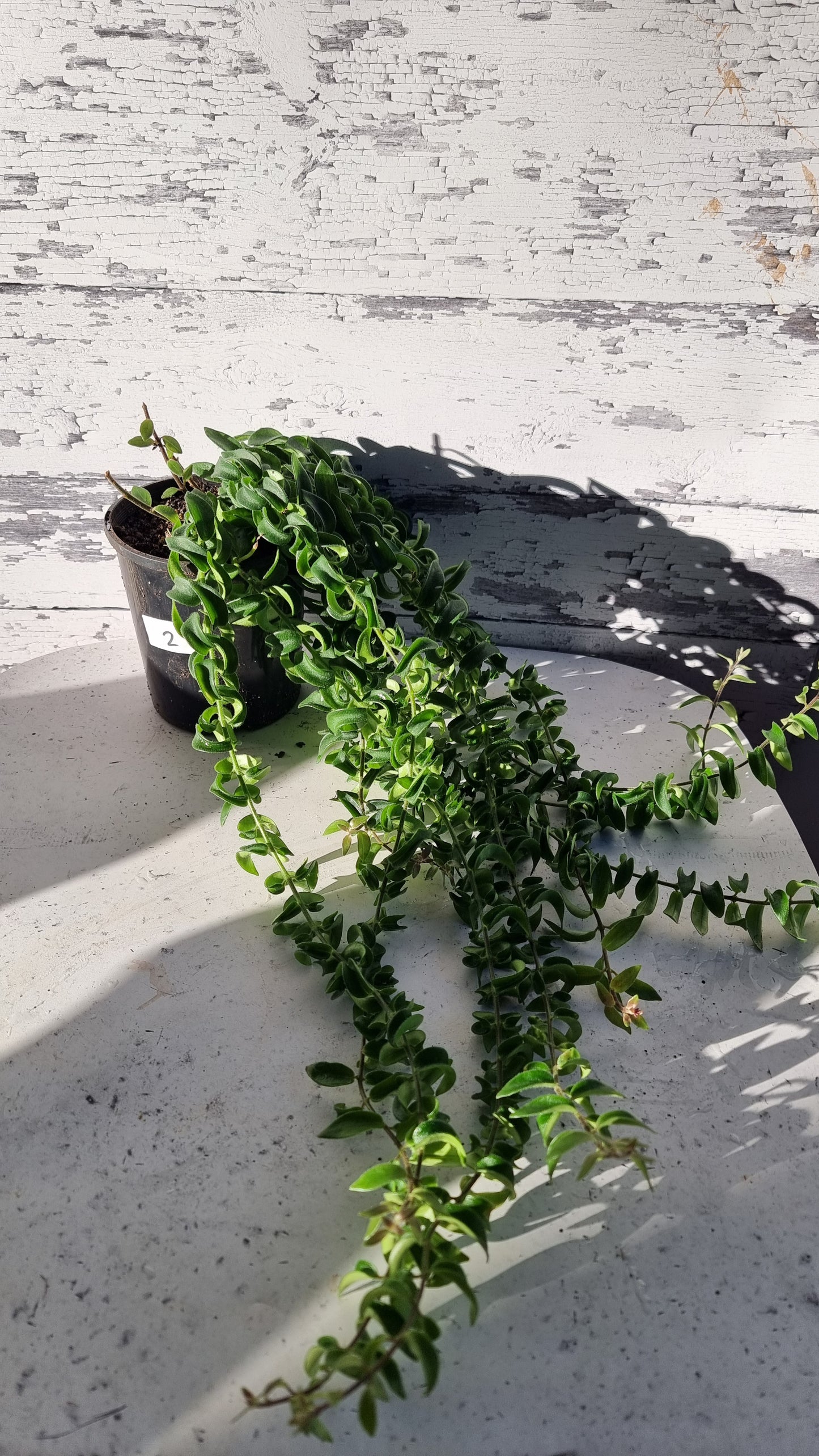Aeschynanthus radicans 'Curly' - Lipstick Plant