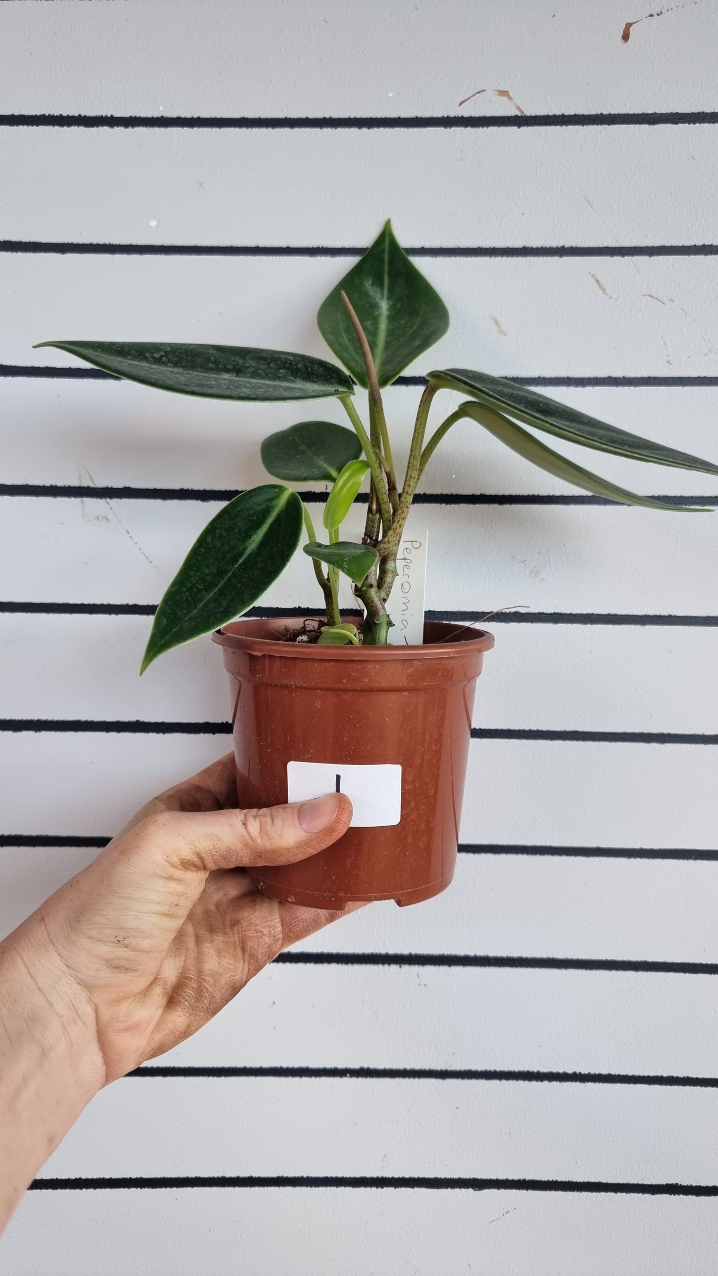 Peperomia maculosa 'Xiang Cao' - Radiator Plant