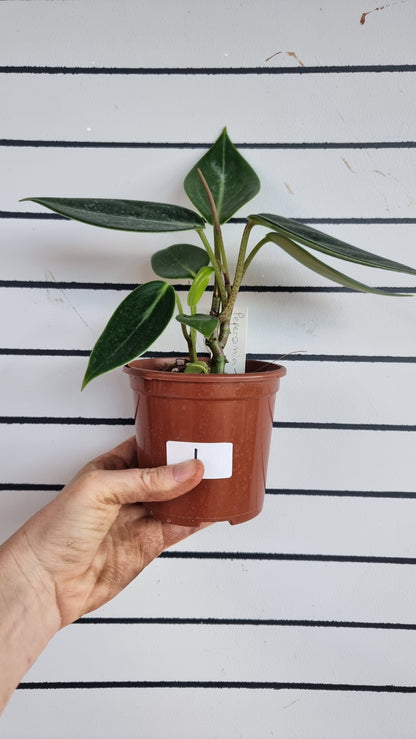 Peperomia maculosa 'Xiang Cao' - Radiator Plant