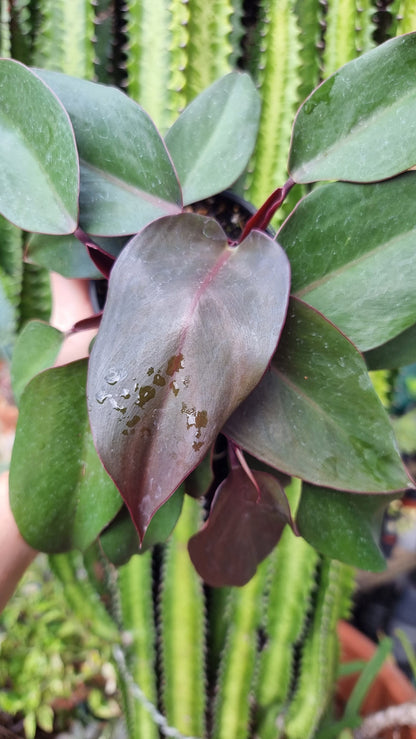 Philodendron 'Dark Lord' Root'd Plants 