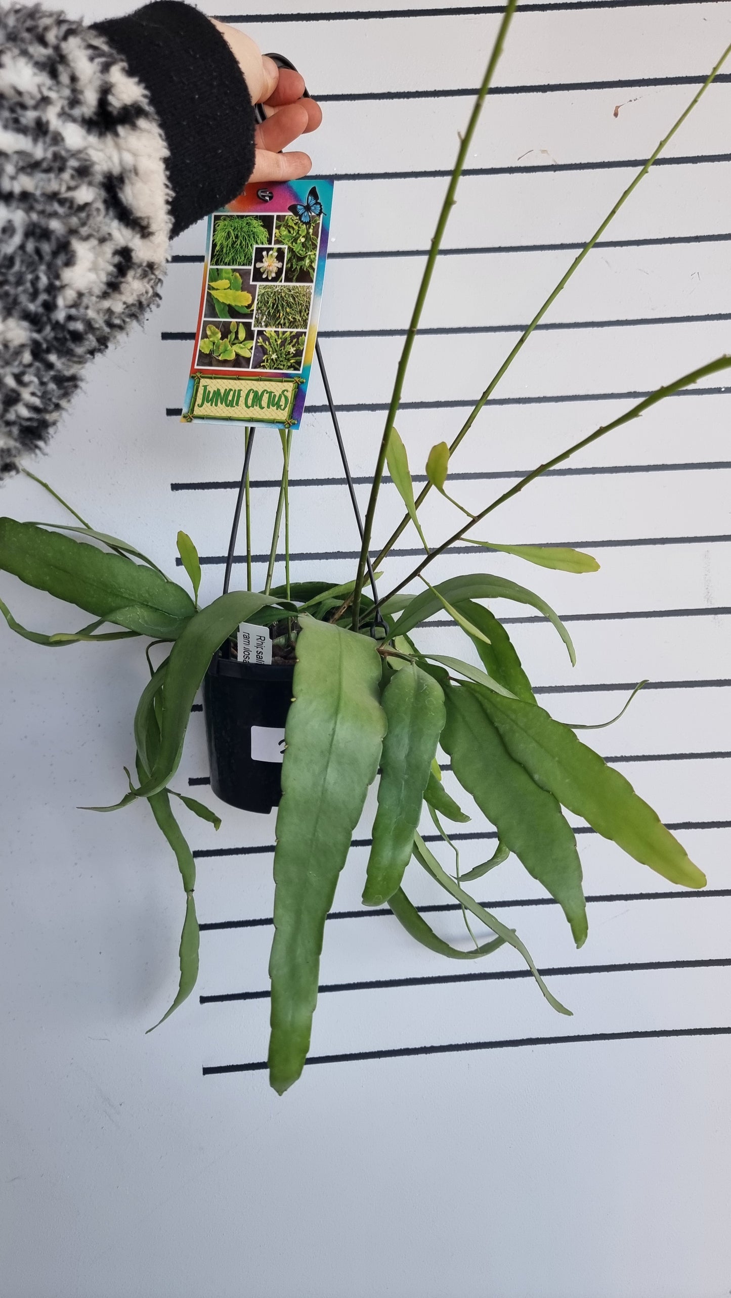 Rhipsalis ramulosa - Mistletoe Cactus