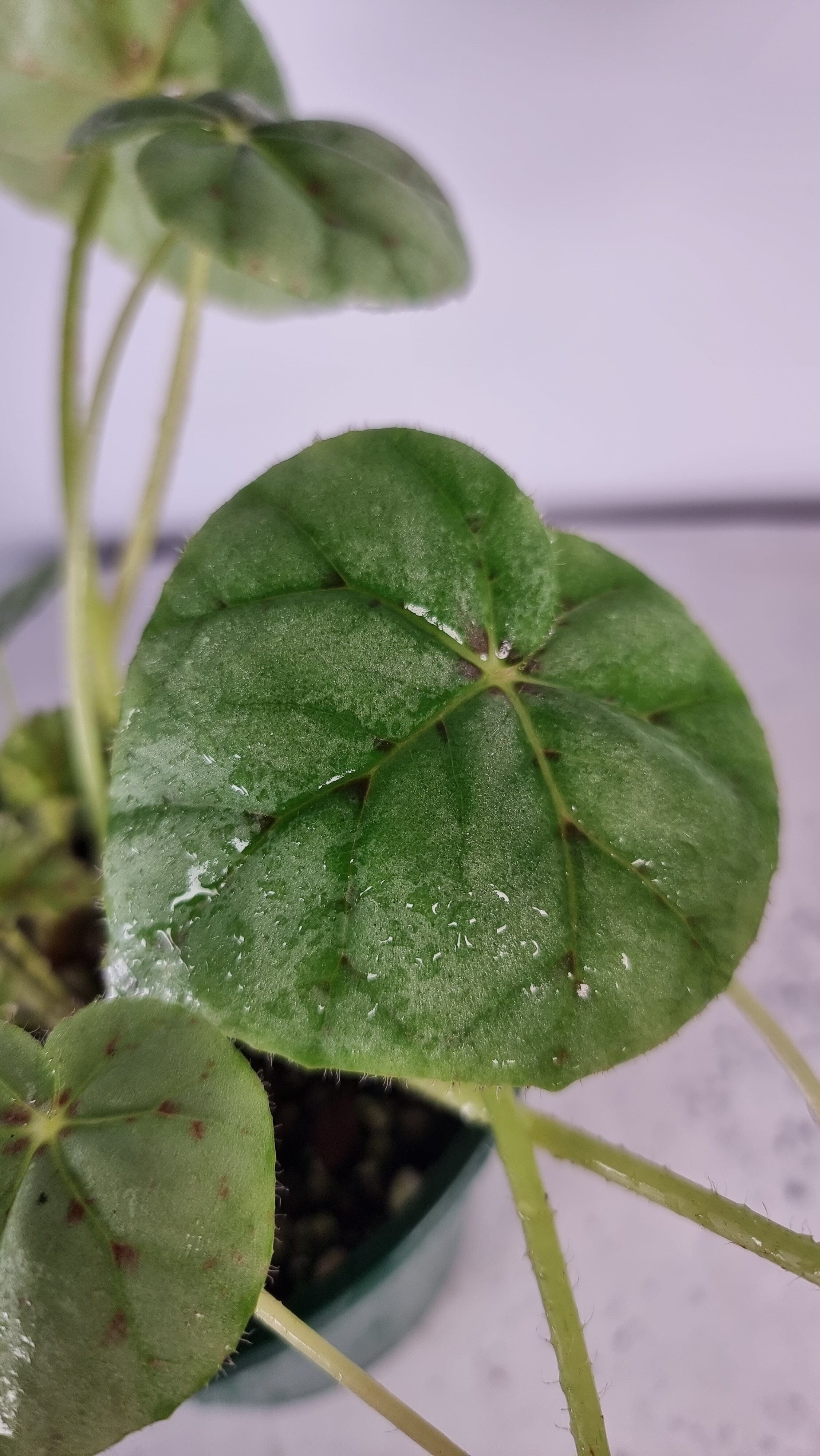 Begonia 'Page 13' - Blue Leaf Root'd Plants 