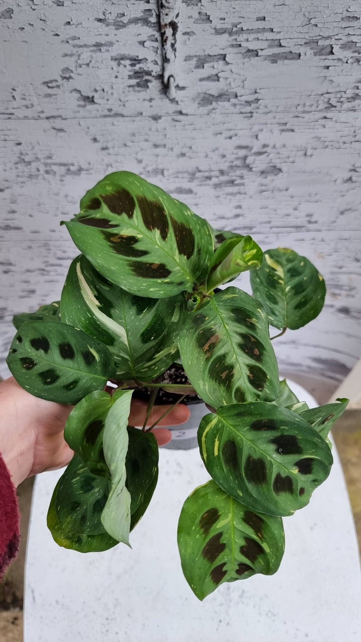 Maranta leuconeura “Kerchoveana” variegata - 杂色祈祷植物