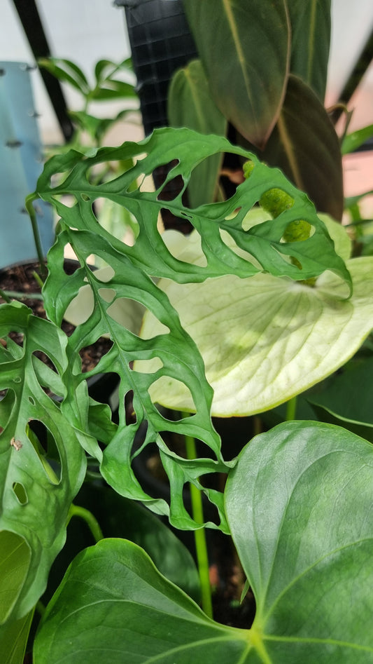 Monstera obliqua 'Peru'