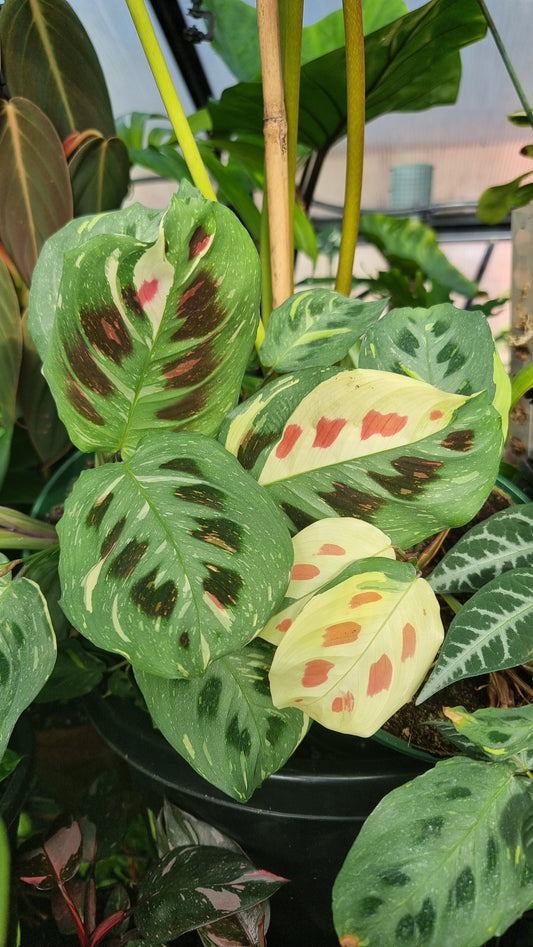 Maranta leuconeura “Kerchoveana” variegata - Variegated Prayer Plant