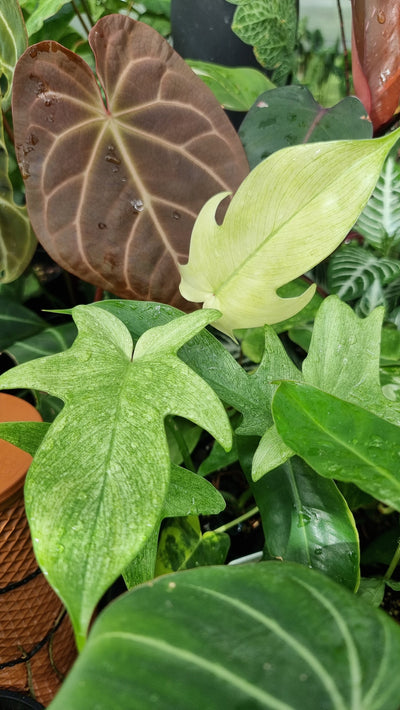Philodendron 'Florida Ghost' Root'd Plants 