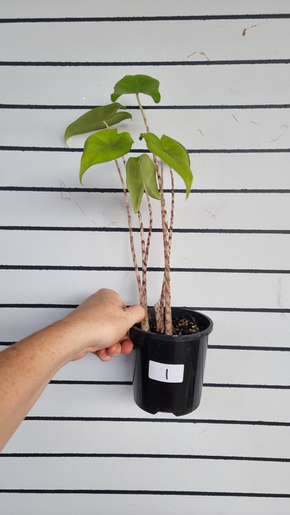 Alocasia zebrina
