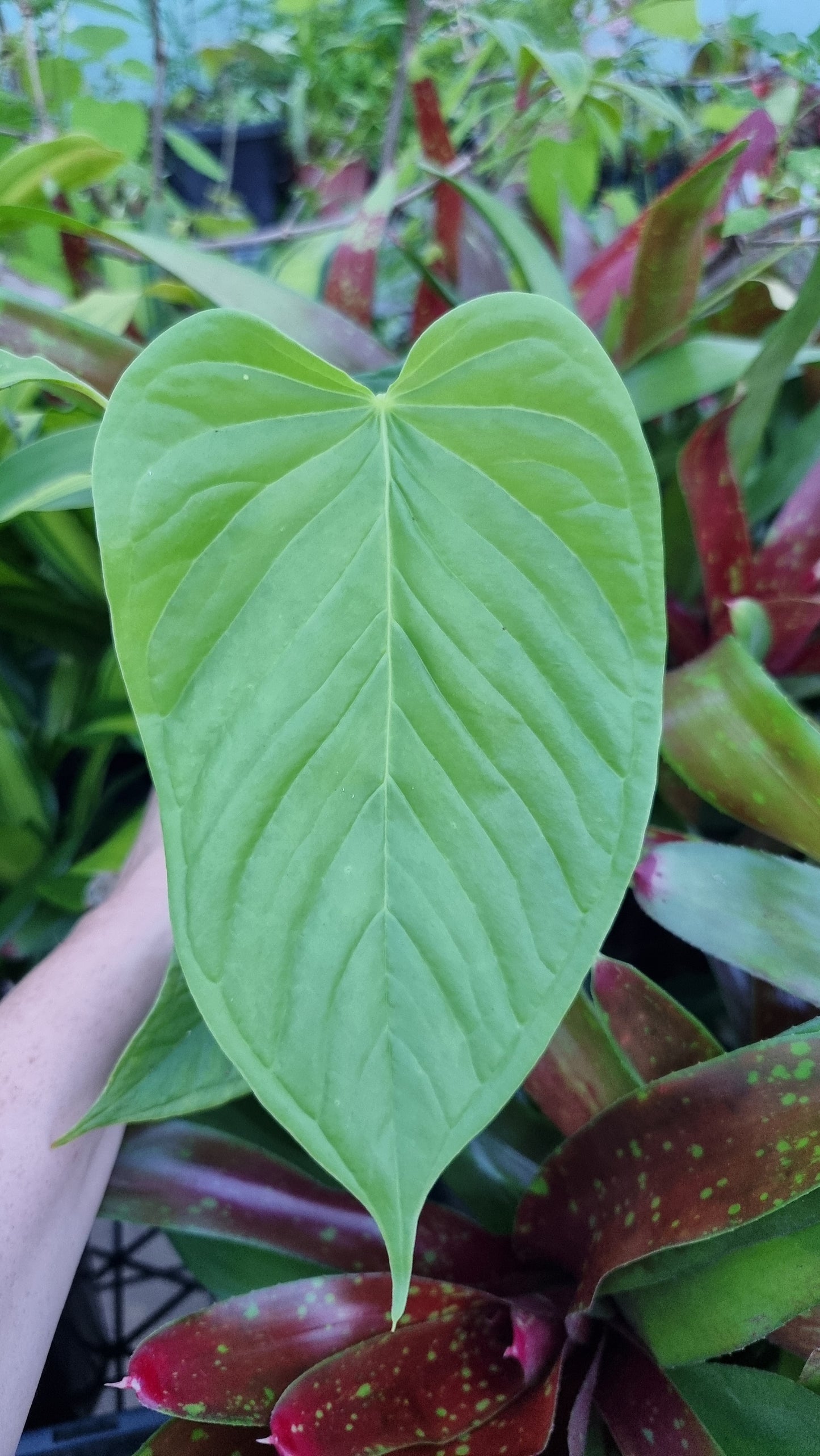Anthurium cuspidatum - Oblong Berry Tree