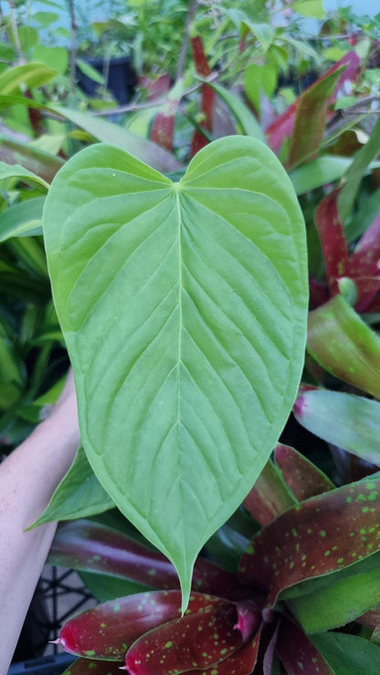 Anthurium cuspidatum - Oblong Berry Tree
