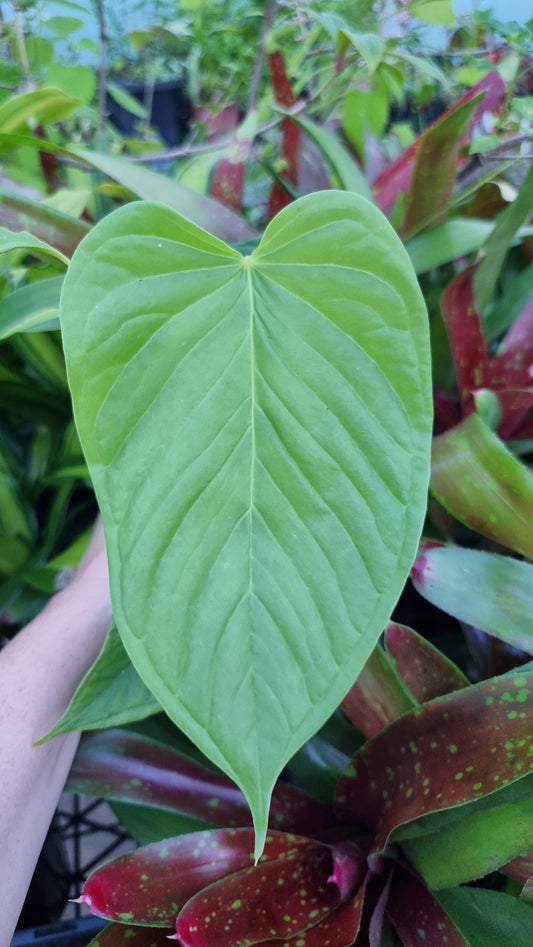 Anthurium cuspidatum - Oblong Berry Tree