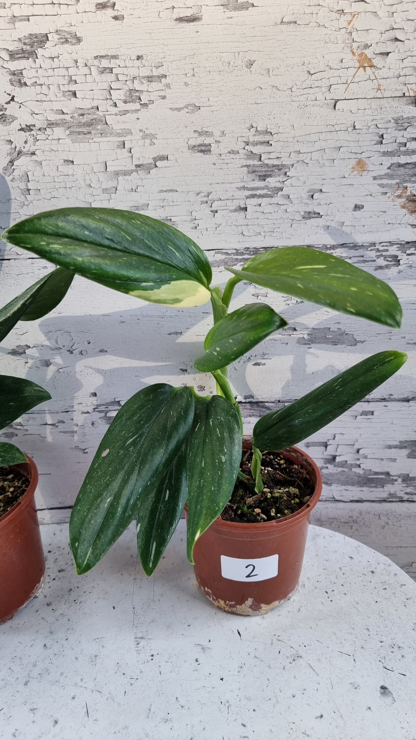 Monstera standleyana variegata