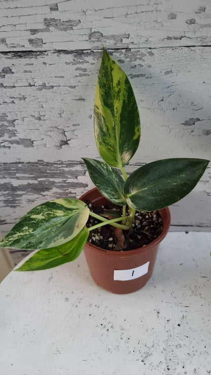 Peperomia maculosa 'Xiang Cao' variegata - Variegated Radiator Plant
