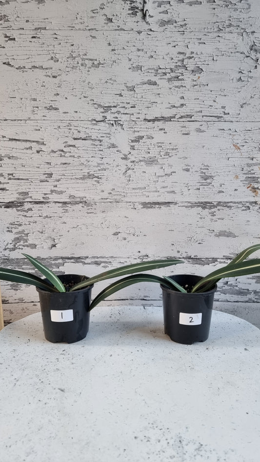 Hippeastrum striatifolium - Striped Amaryllis