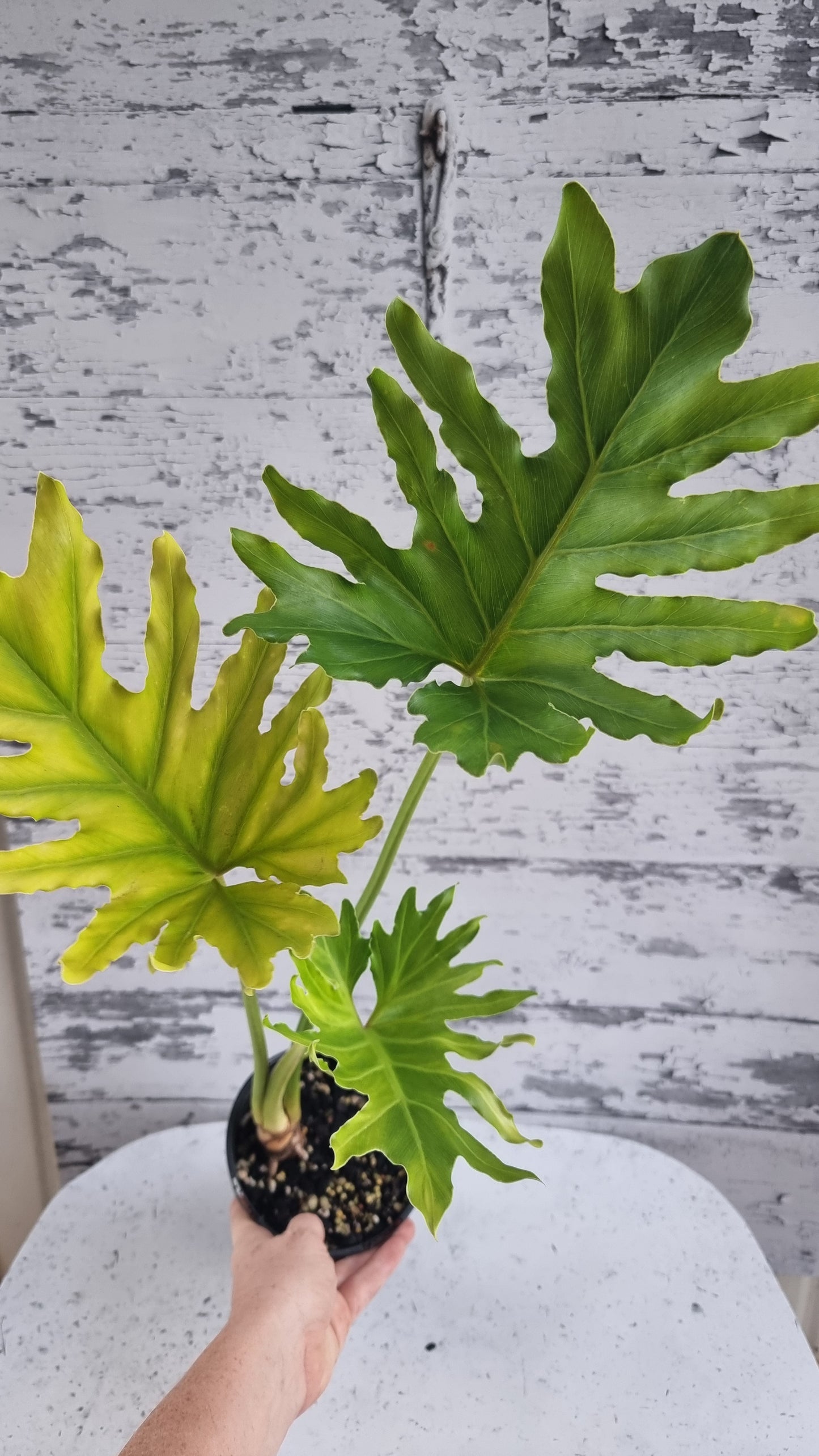 Thaumatophyllum (prev. Philodendron) bipinnatifidum ‘Hope’ - Tree Philodendron