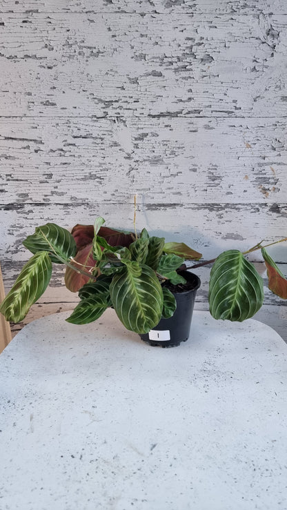 Maranta NoID 'Cat Moustache'