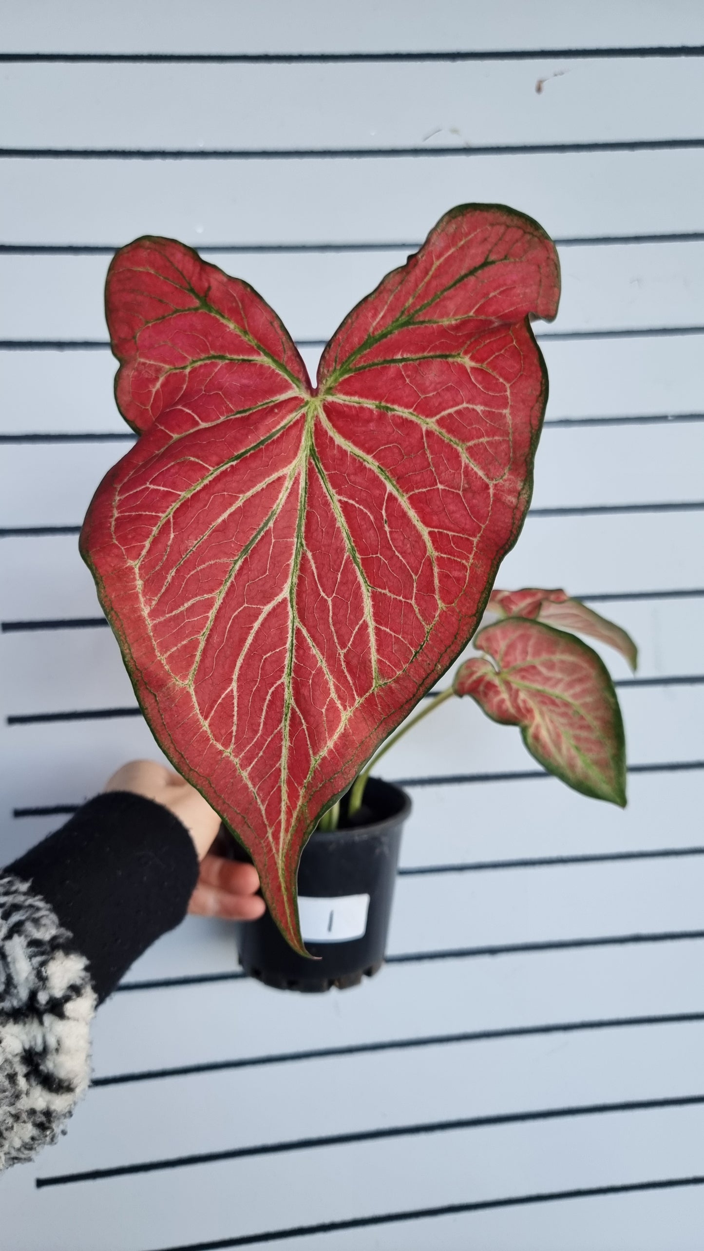 Caladium bicolour 'Jungle Ember'