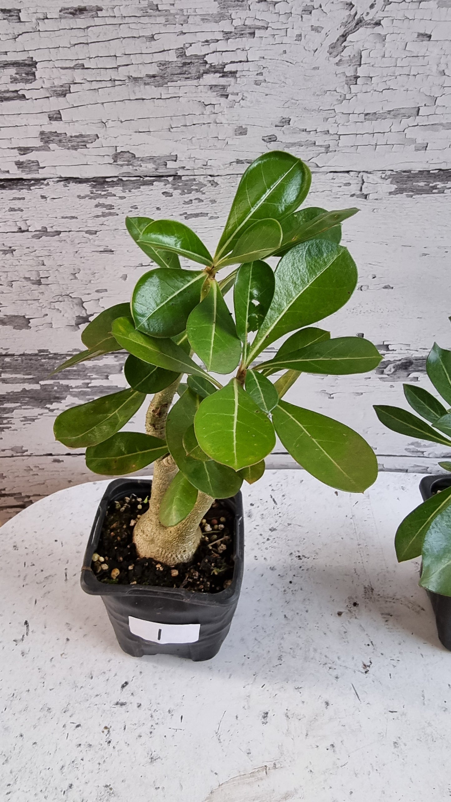 Adenium obesum 'Indian Bicolour' - Desert Rose