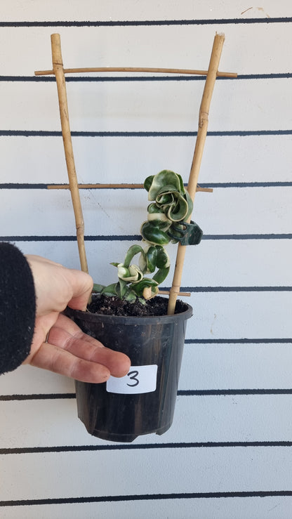 Hoya carnosa 'compacta variegata' -  Variegated Rope Hoya