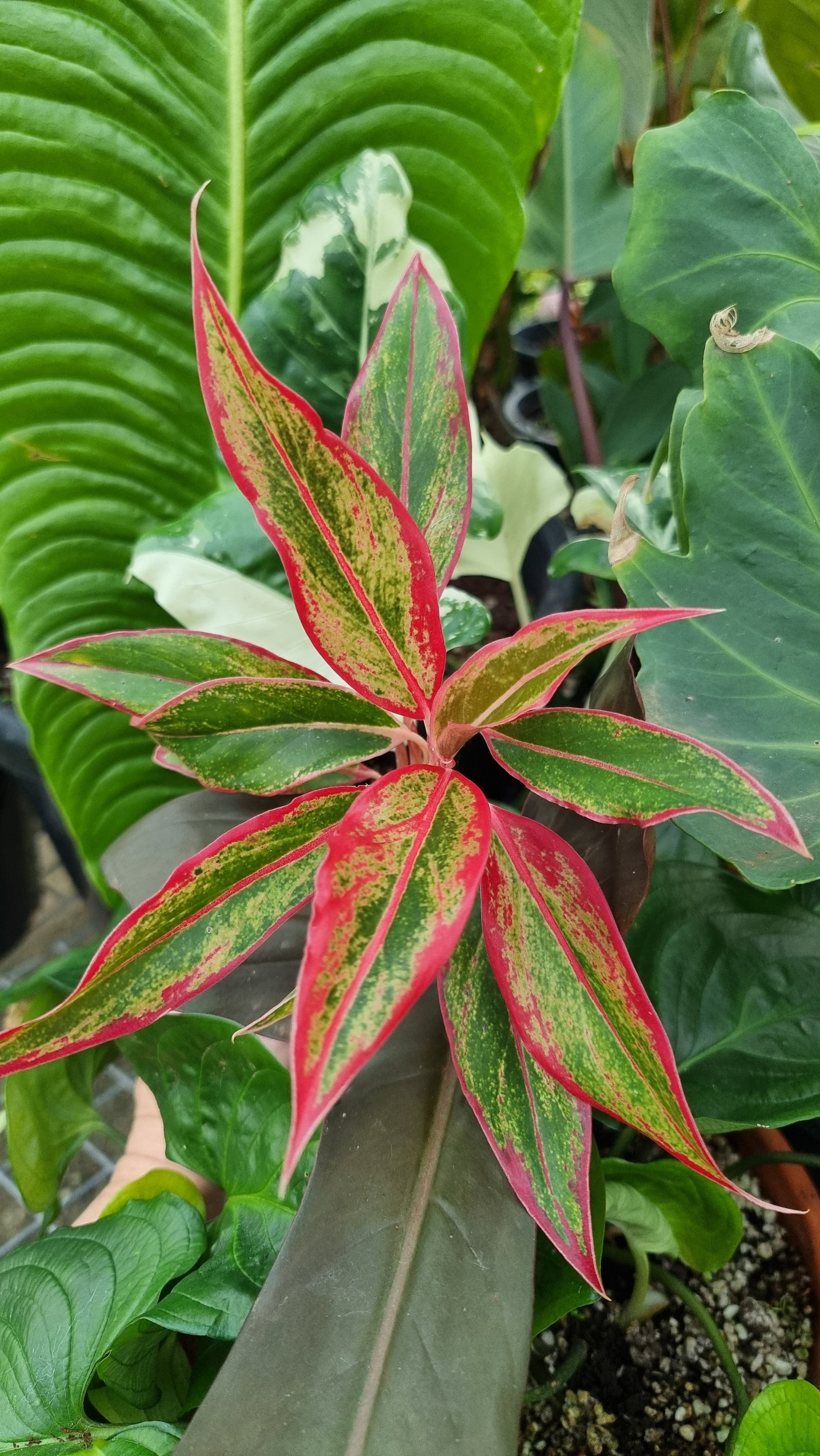 aglaonema commutatum red edge Aglaonema commutatum 'Siam Aurora'