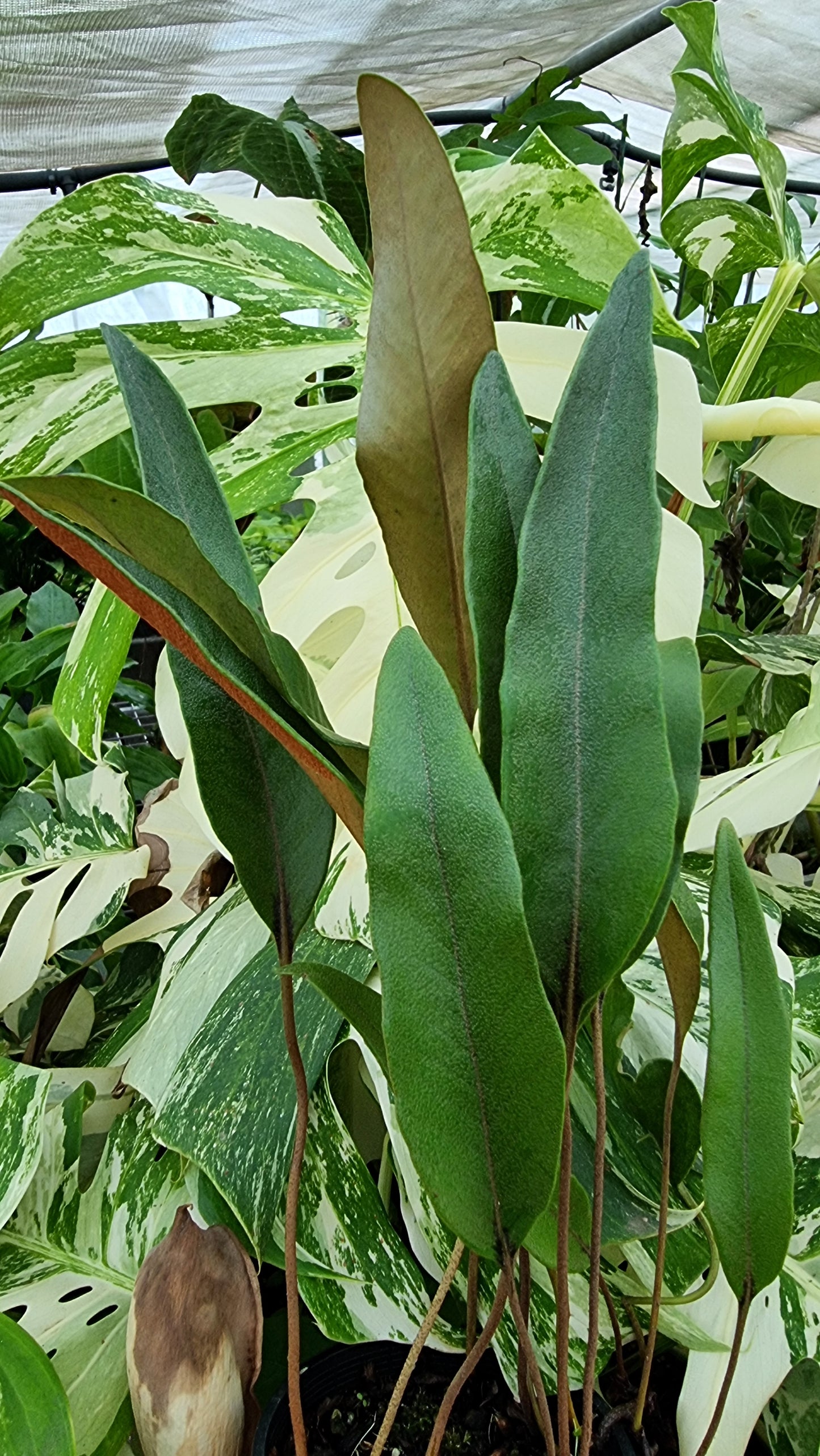 Pyrrosia lingua - Japanese Felt Fern