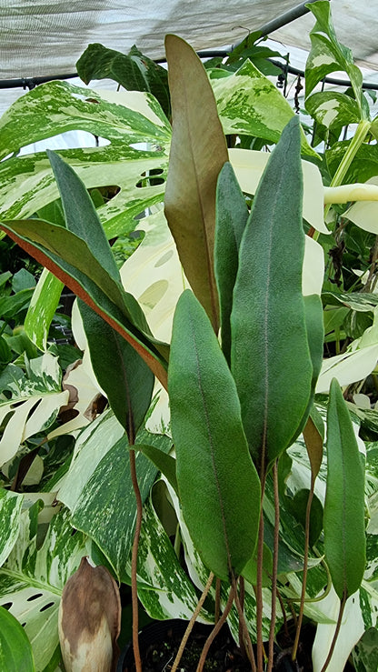 Pyrrosia lingua - Japanese Felt Fern