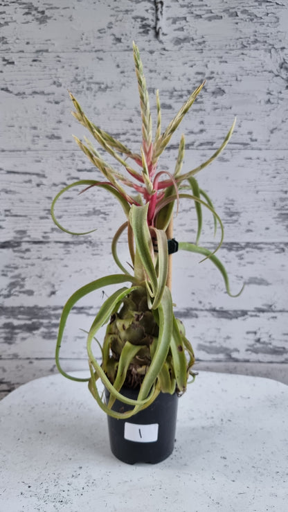 Tillandsia streptophylla - Air Plant
