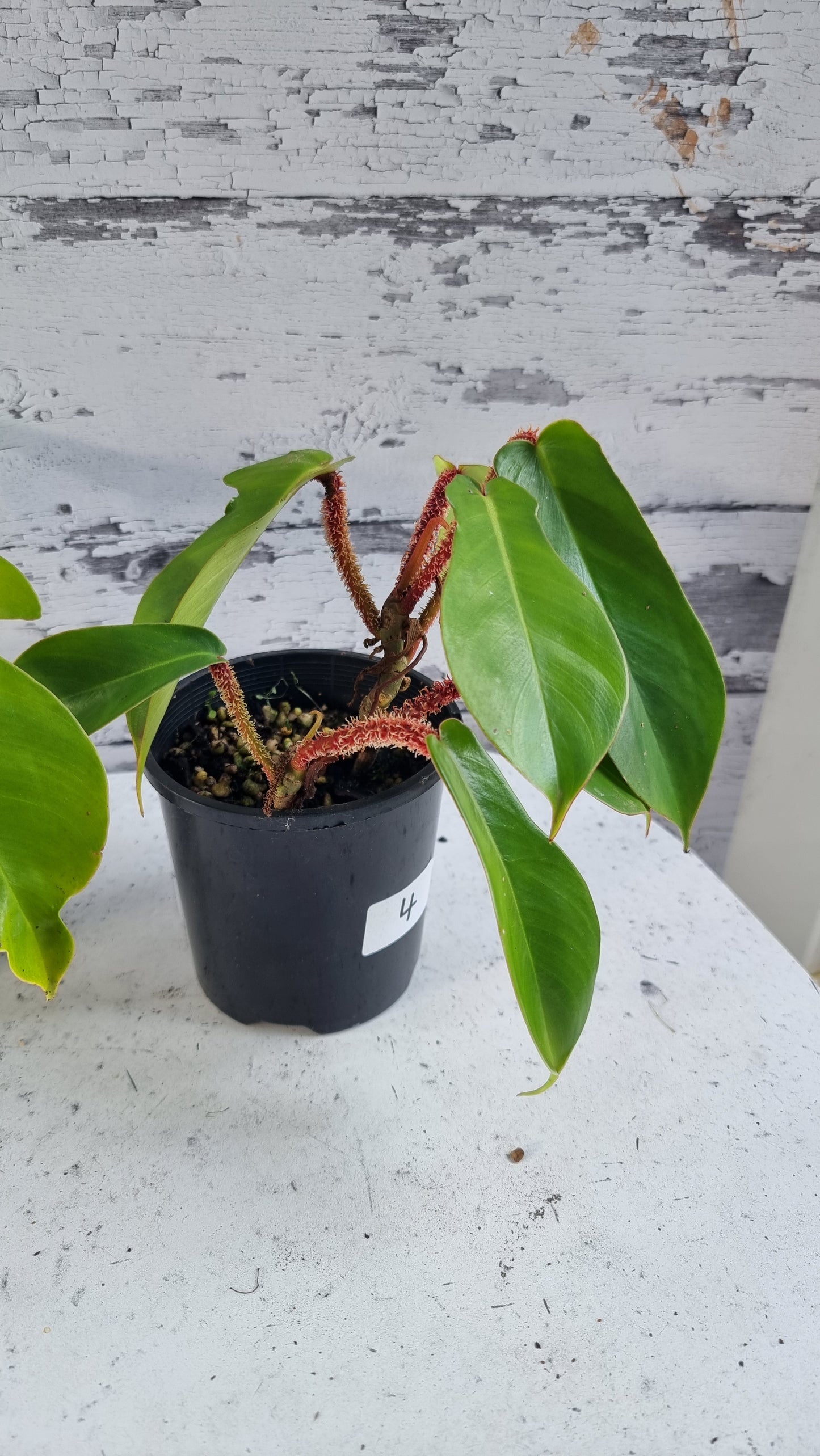 喜林芋