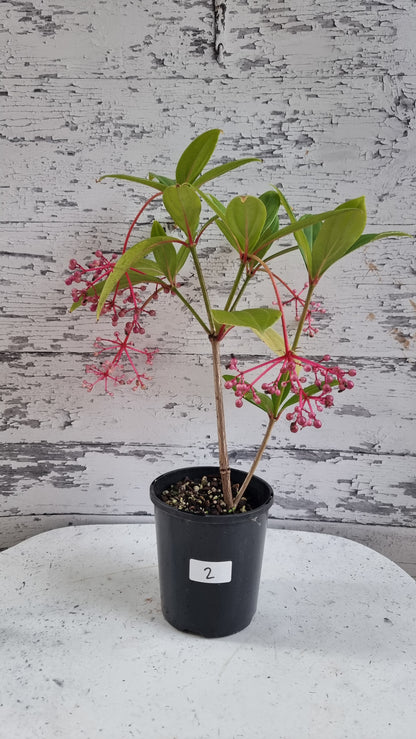 Medinilla pendula - Baladu
