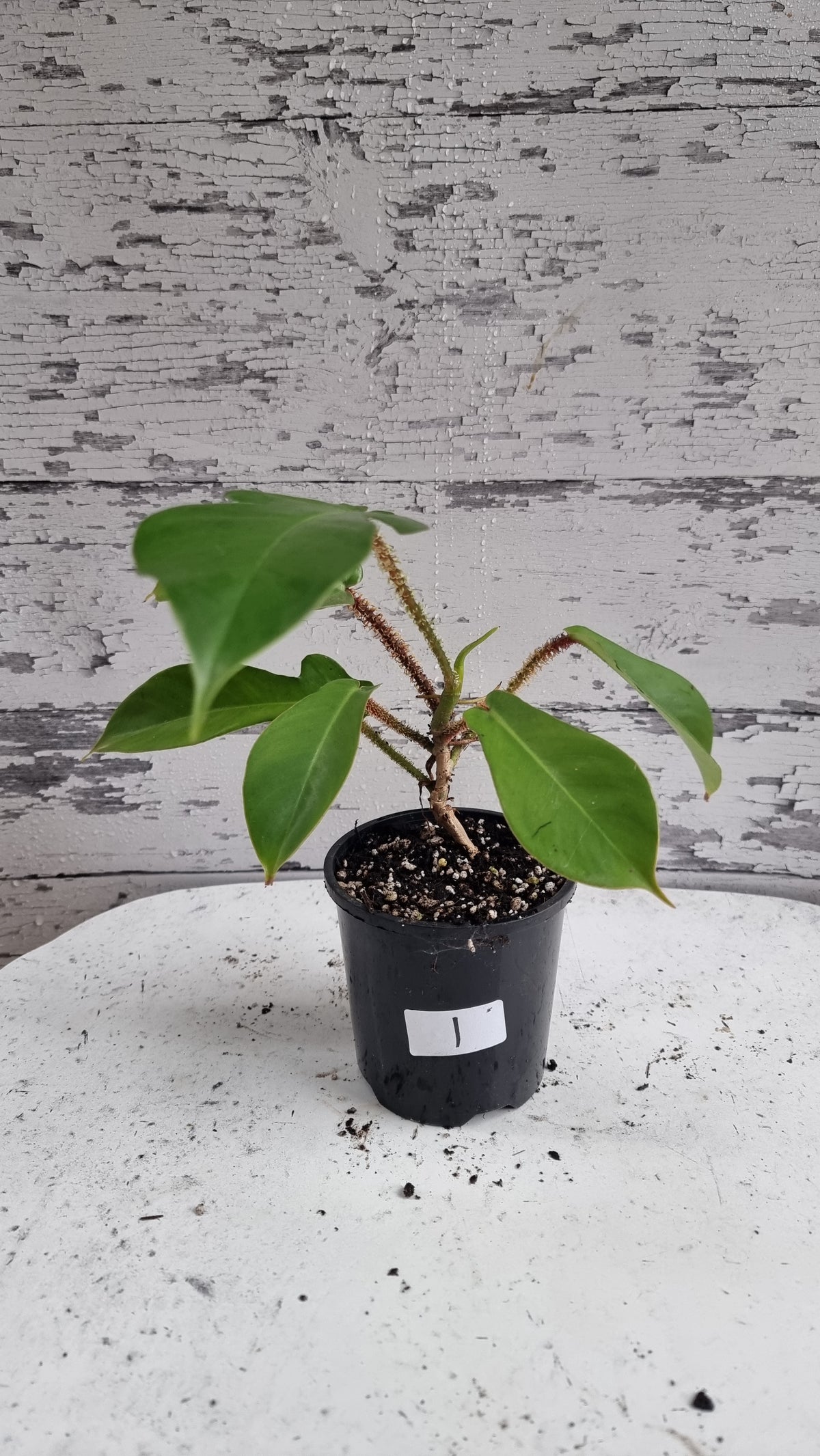 喜林芋