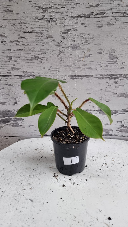 喜林芋