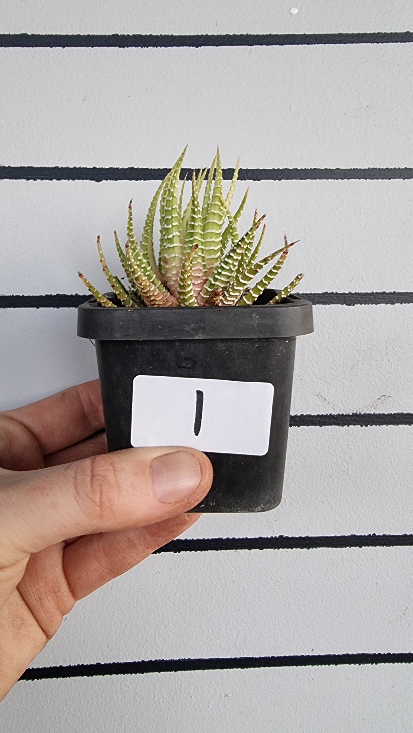 Haworthia fasciata variegata - 雜色斑馬植物