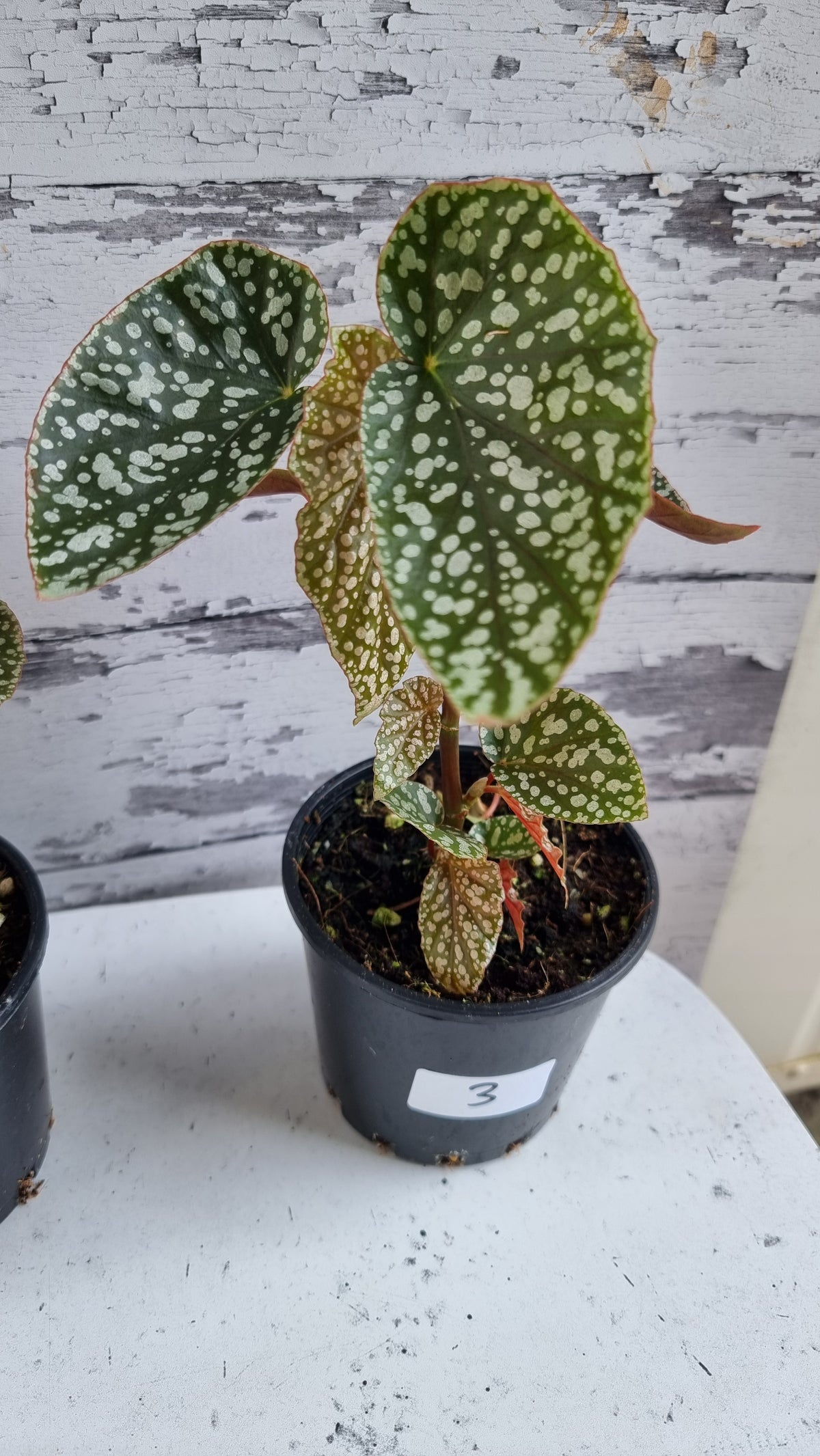 Begonia x 'White Ice' -  Cane-like Begonia