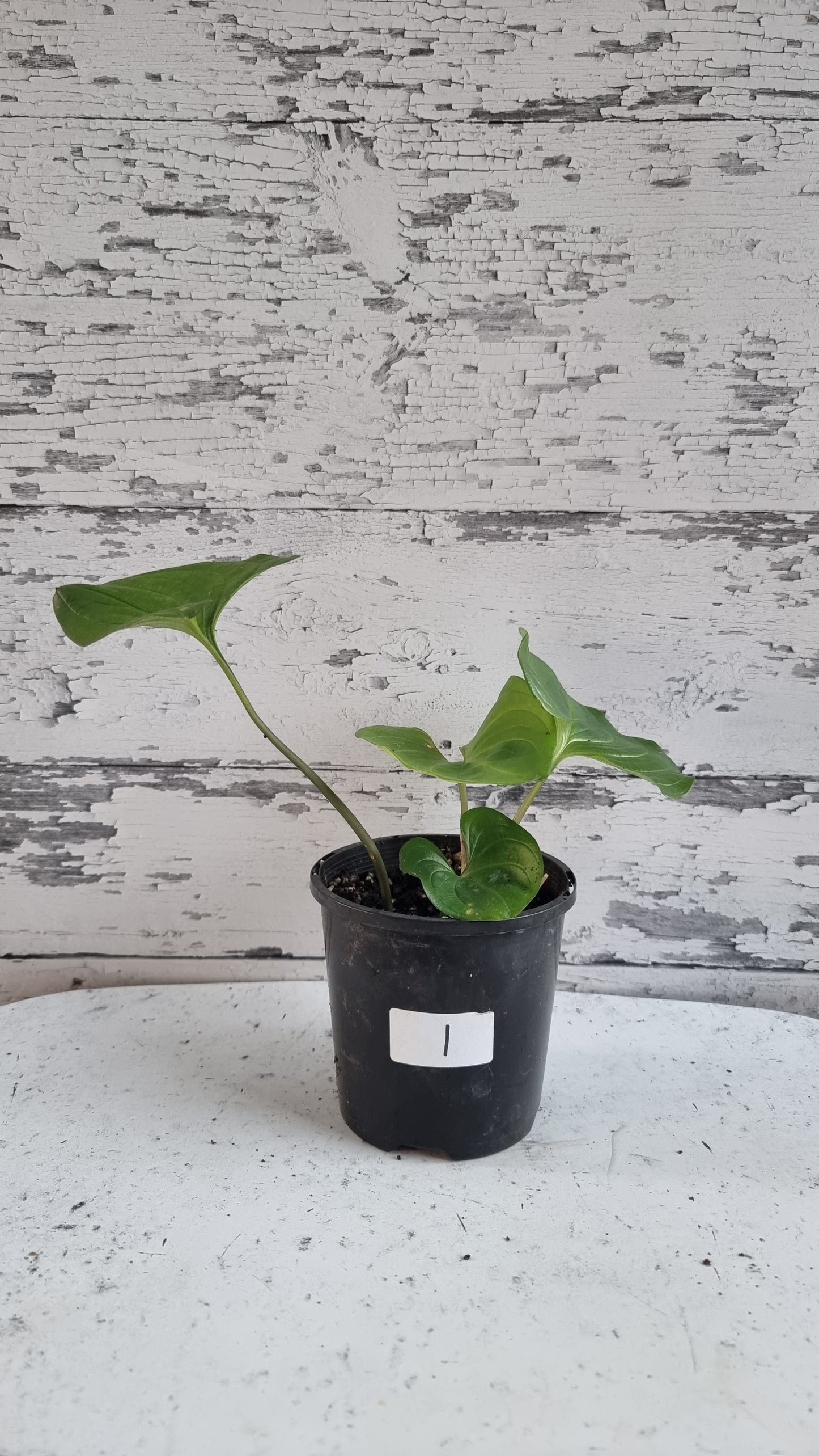 Cyanastrum cordifolium - Heartleaf cyanastrum