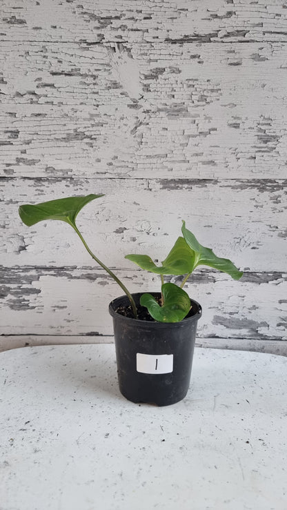 Cyanastrum cordifolium - Heartleaf cyanastrum