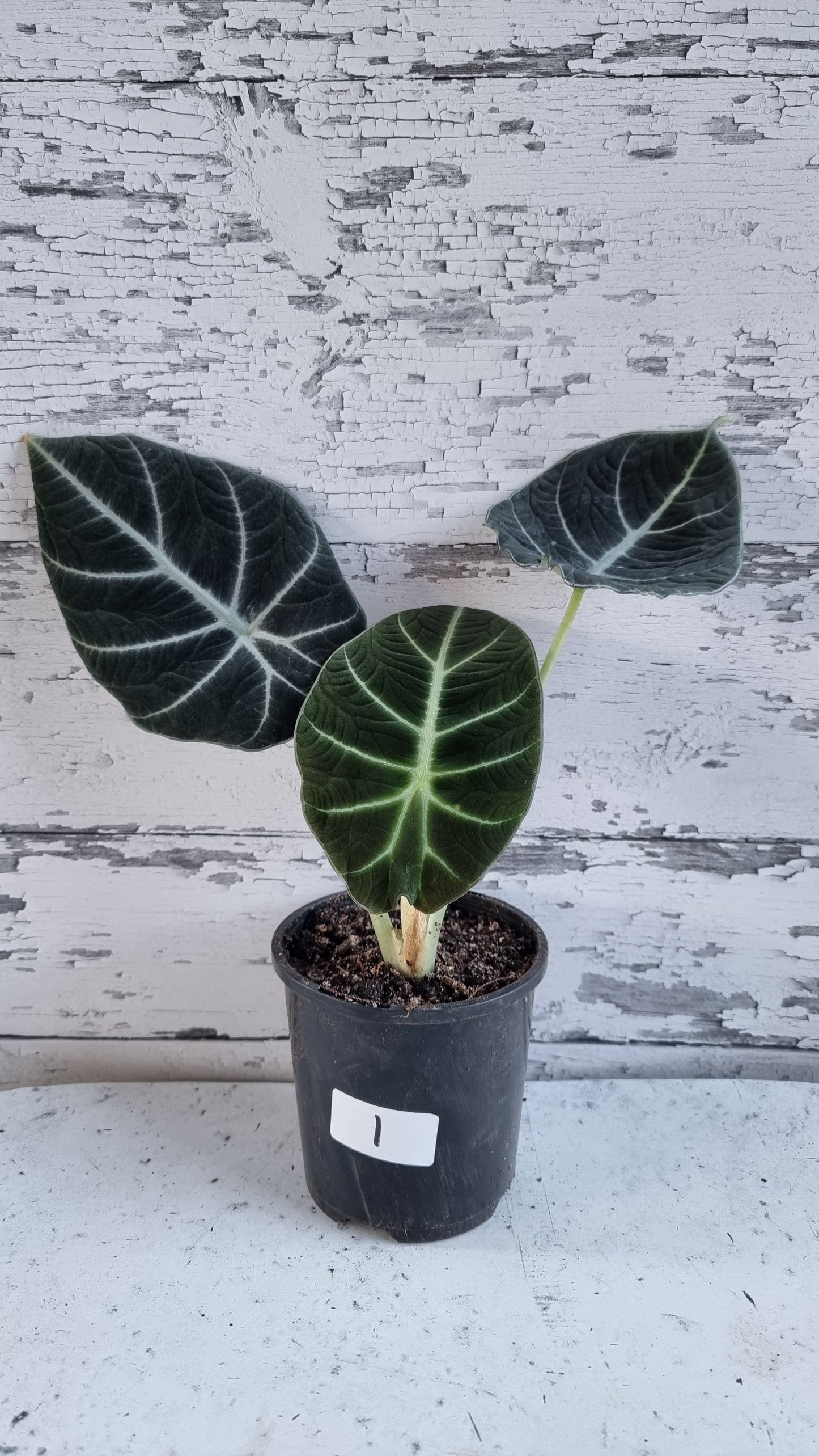 Alocasia reginula 'Black Velvet'