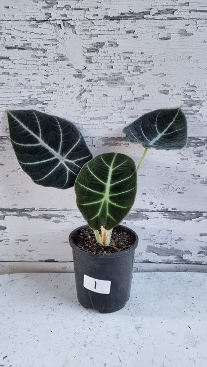 Alocasia reginula 'Black Velvet'