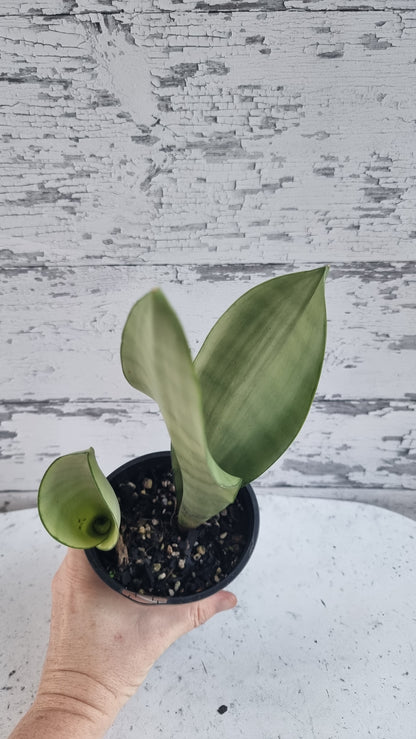 Dracaena trifasciata (prev Sansevieria) 'Moonshine' - Mother In Law Tongue