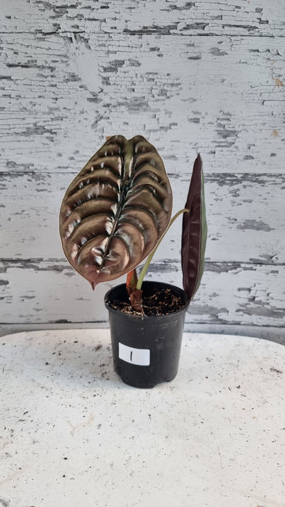 Alocasia cuprea ‘Red Secret’ - Mirror plant, Elephant ear.